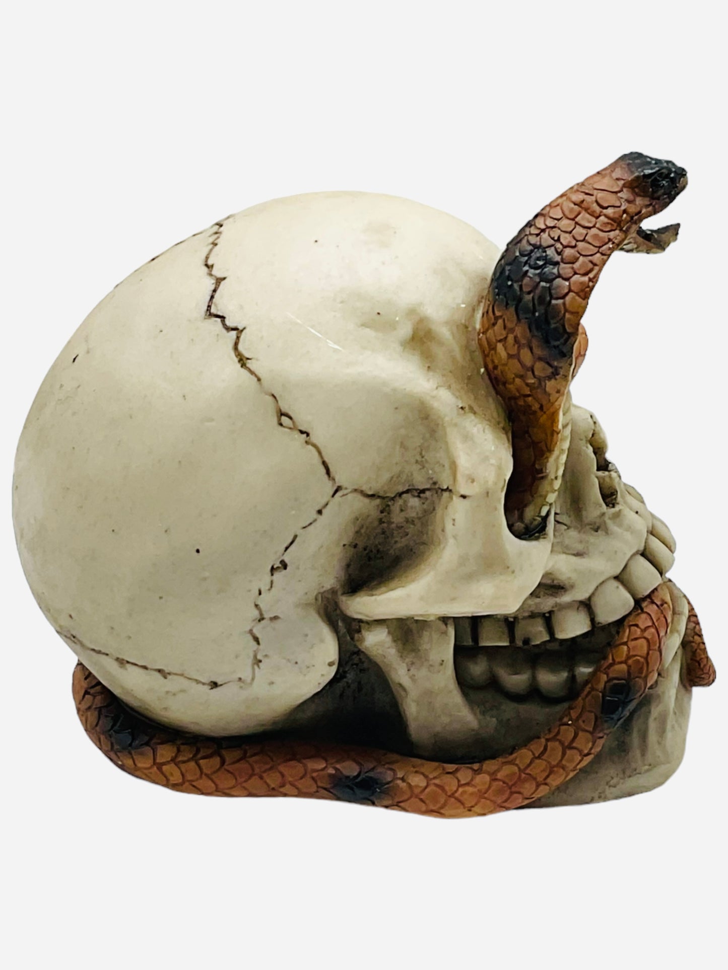 Cobra Skull (3.5”x4.5”)